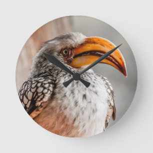 Southern Yellow Billed Hornbill Round Clock