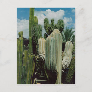 Southwest Cactus Postcard