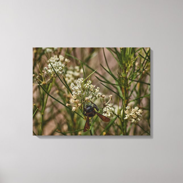 Southwestern Forager Canvas Print (Front)