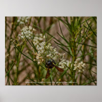Southwestern Forager