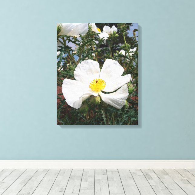 Southwestern Prickly Poppy Photograph Canvas Print (Insitu(Wood Floor))