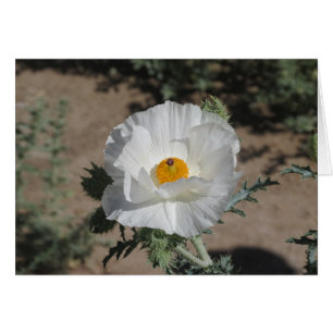 Southwestern Pricklypoppy