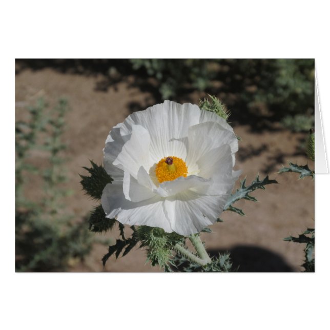 Southwestern Pricklypoppy (Front Horizontal)