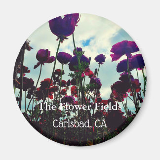 Souvenir Magnet: The Flower Fields in Carlsbad, CA Magnet