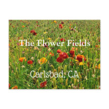 Souvenir Postcard: The Flower Fields, Carlsbad, CA