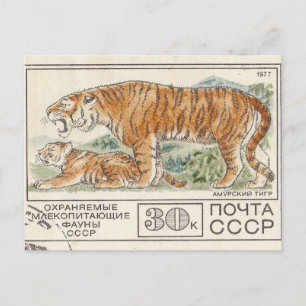 Soviet postage stamp amur tiger postcard