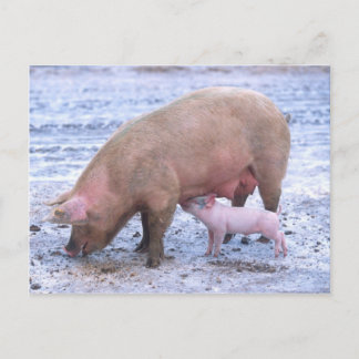 Sow and piglet postcard
