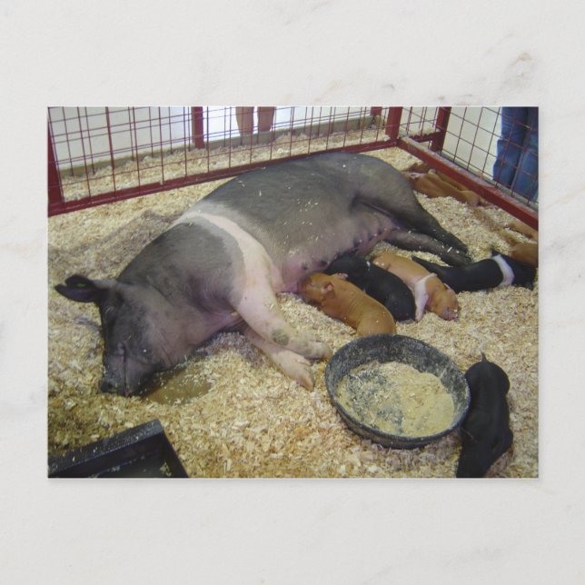 Sow and Piglets Postcard (Front)