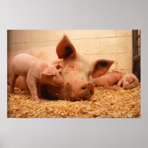 Sow and piglets poster