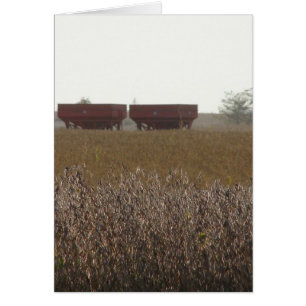 Soybean Harvest Time