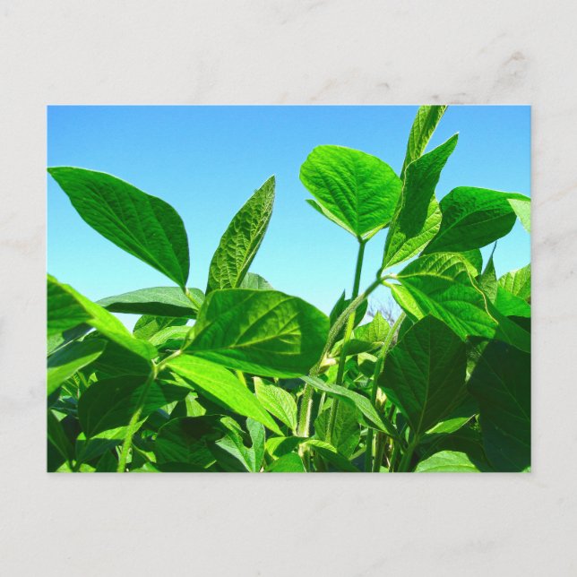 Soybean Plants Growing Under Blue Sky Postcard (Front)