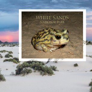 Spadefoot Toad, White Sands National Park Postcard