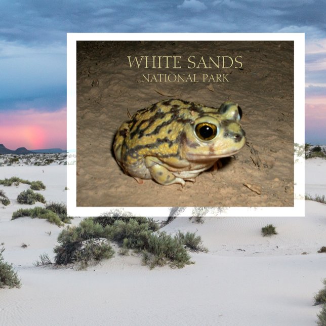 Spadefoot Toad, White Sands National Park Postcard (Creator Uploaded)