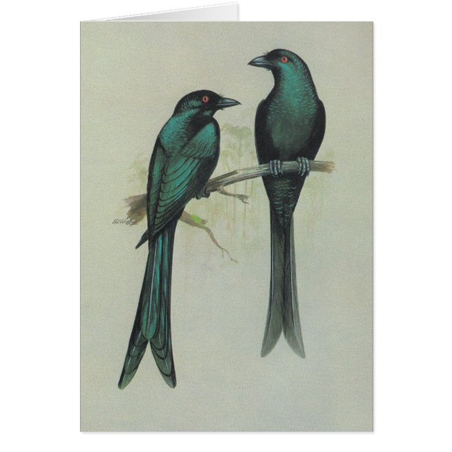 Spangled Drongo - Dicrurus hottentottus (Front)