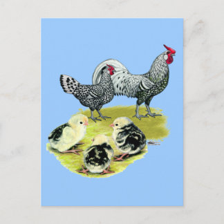 Spangled Hamburg Family Postcard