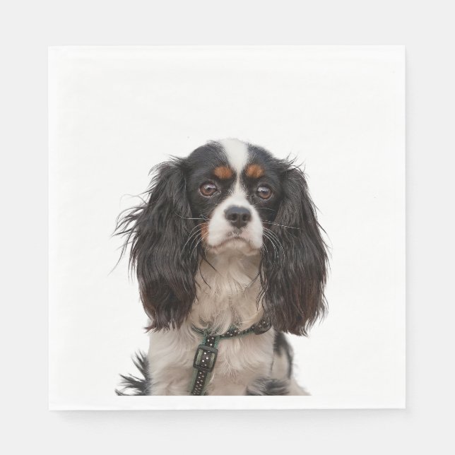 SPANIEL 1A NAPKIN (Front)