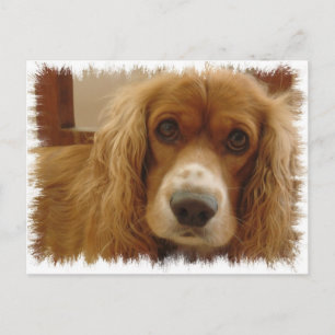 Spaniel Breed Postcard
