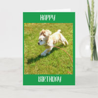 SPANIEL CAN'T WAIT TO SAY **HAPPY BIRTHDAY**