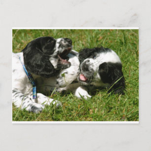Spaniel Fun Postcard