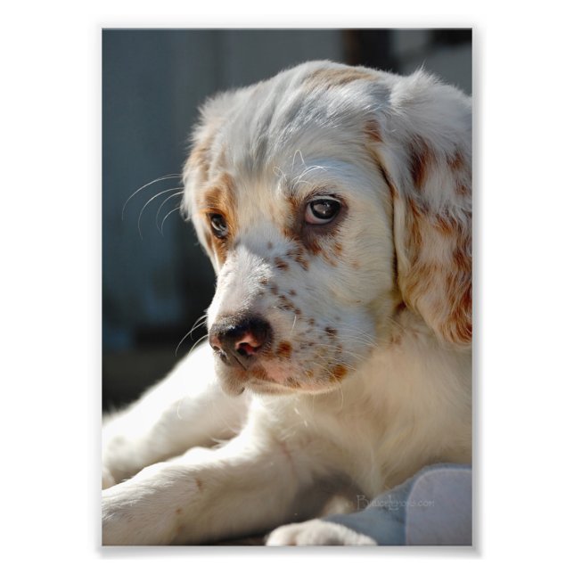 Spaniel Puppy Dog Photo Print (Front)