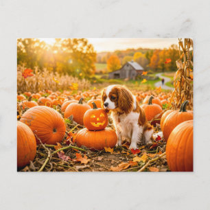 Spaniel puppy in autumn pumpkin field postcard