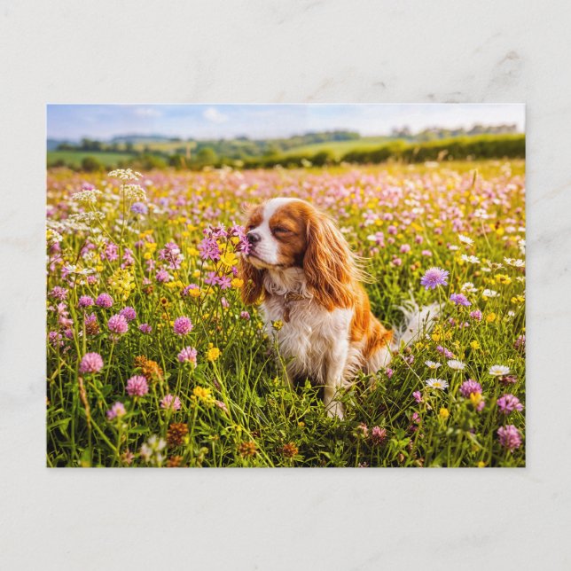 Spaniel sniffing flower in summer meadow postcard (Front)