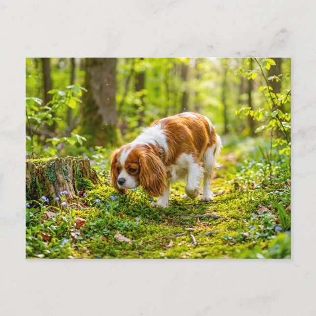 Spaniel walking through bright spring forest postcard (Front)