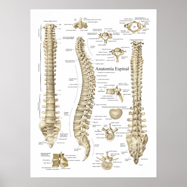 Spanish Anatomia Espinal Spine Anatomy Chart (Front)