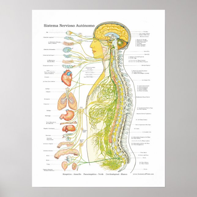 Spanish Autonomic Nervous System Poster (Front)
