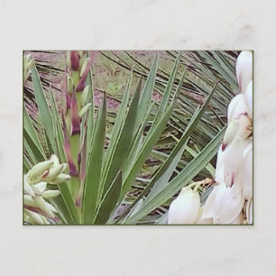 Spanish Bayonet Yucca Blossoms Postcard