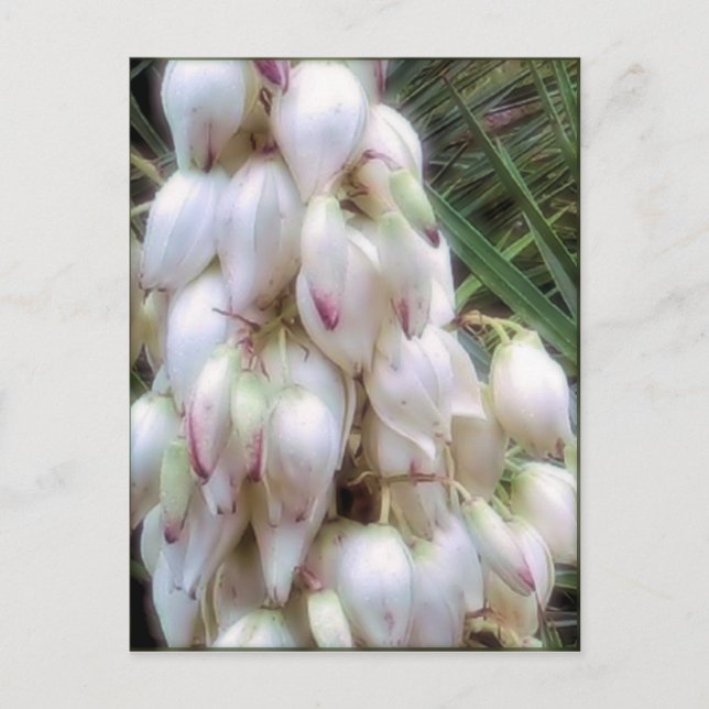 Spanish Bayonet Yucca Flowers Postcard (Front)