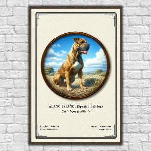 Spanish Bulldog (Alano Español) Zoology Series Poster