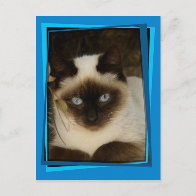 Spanish cat 1 postcard (Front)