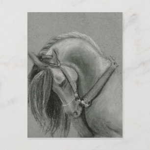 Spanish Horse Drawing by Lucinda Knowlton Postcard