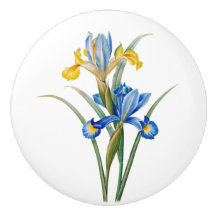 Spanish iris by Pierre-Joseph Redouté
