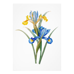 Spanish iris by Pierre-Joseph Redouté Photo Print