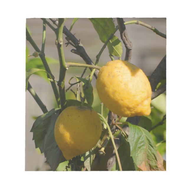 Spanish Lemon Graphics Notepad (Front)