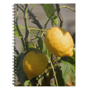 Spanish Lemon Graphics Spiral Notebook