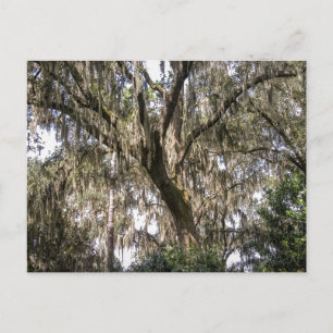 Spanish Moss #1  Postcard