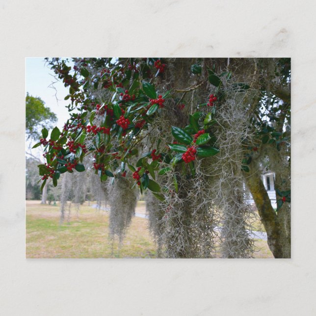 Spanish Moss and American Holly Postcard (Front)