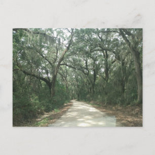 Spanish Moss, Georgetown County, SC Postcard