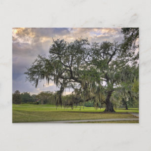Spanish Moss on Live Oak in New Orleans Postcard
