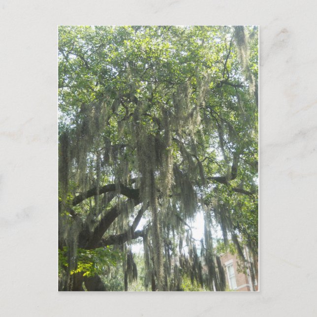 Spanish Moss Savannah Georgia Postcard (Front)