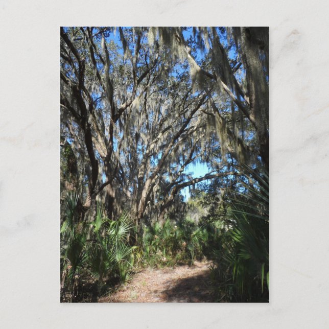 Spanish Moss Trail Postcard (Front)