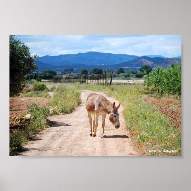 Spanish Mule on Country Road Poster (Front)