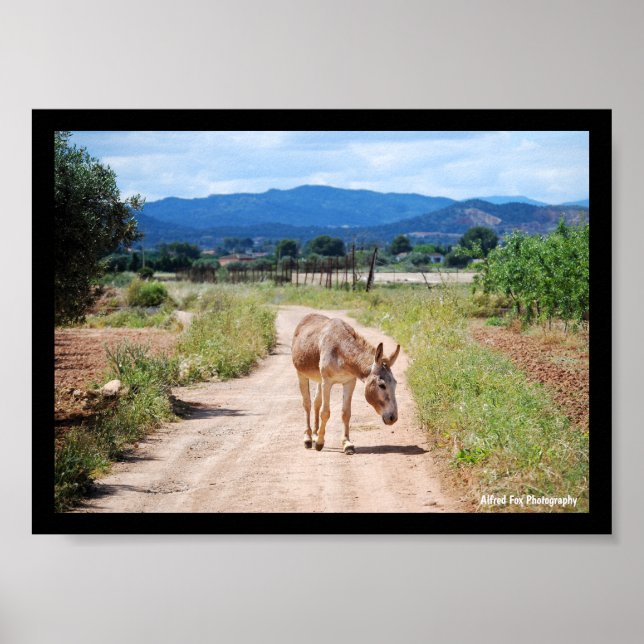 Spanish Mule on Country Road Poster (Front)