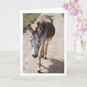 Spanish Mule Portrait Card