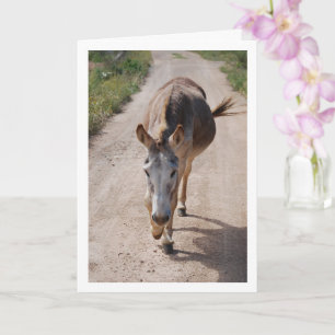 Spanish Mule Portrait Card
