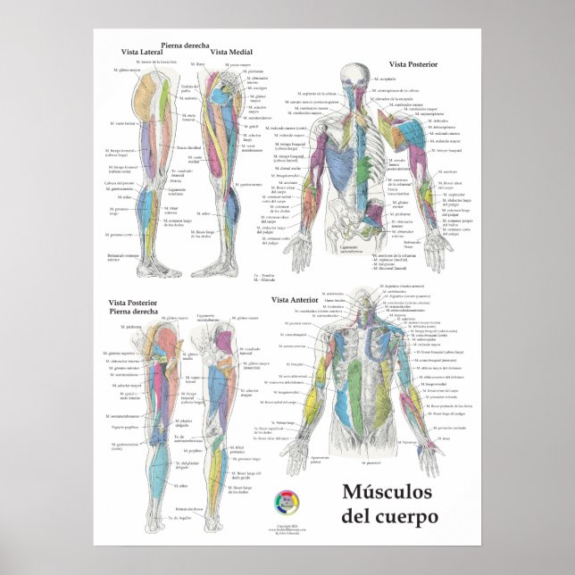 Spanish Muscle Anatomy Chart (Front)