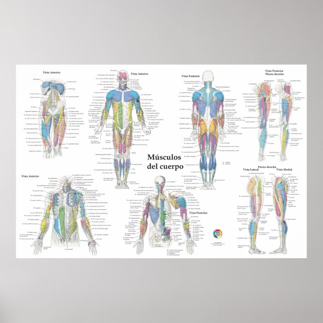 Spanish Muscle Anatomy Chart (Front)